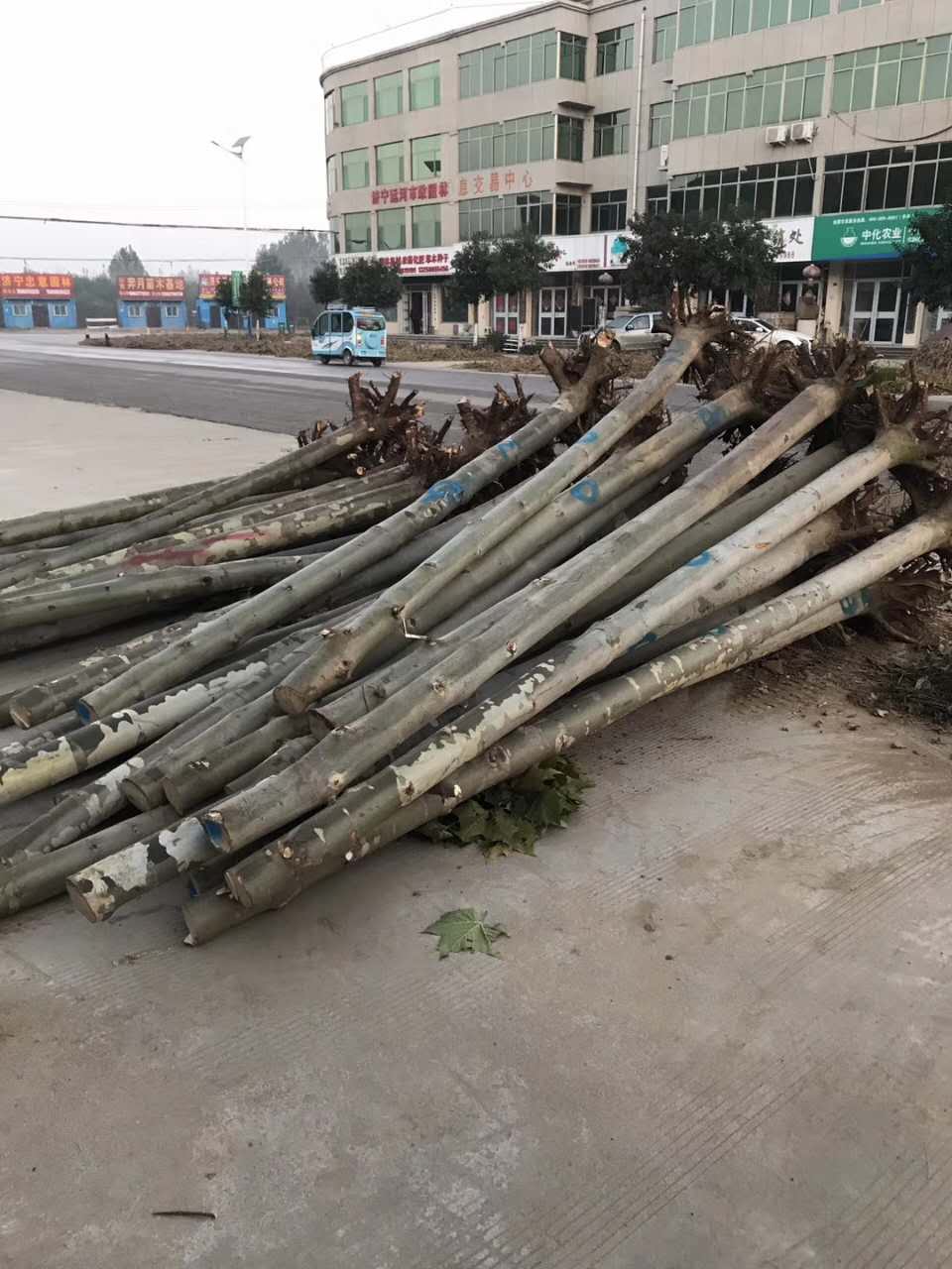 速生法桐