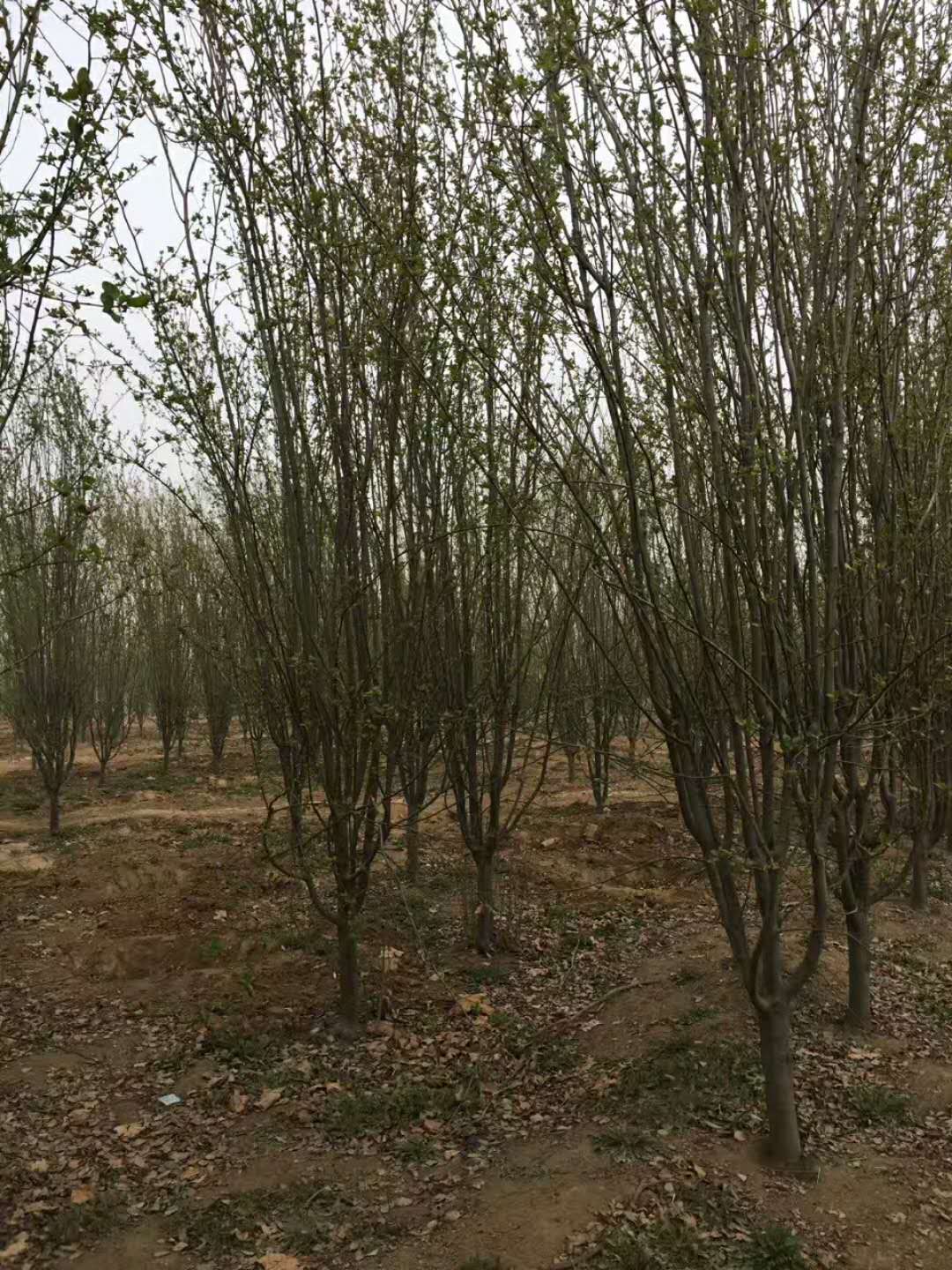 西府海棠