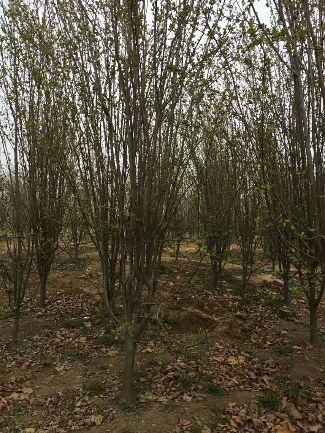 西府海棠