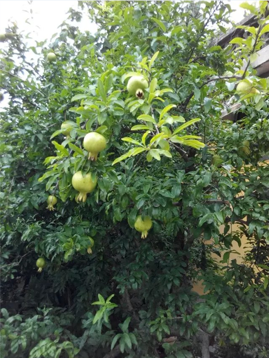 石榴树