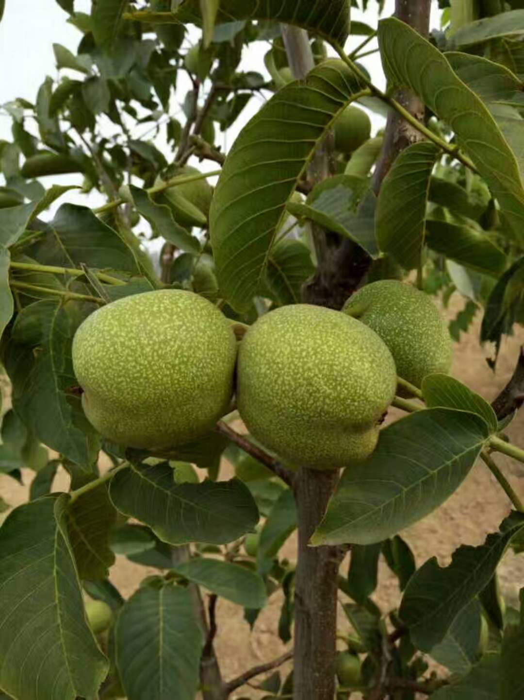 核桃树