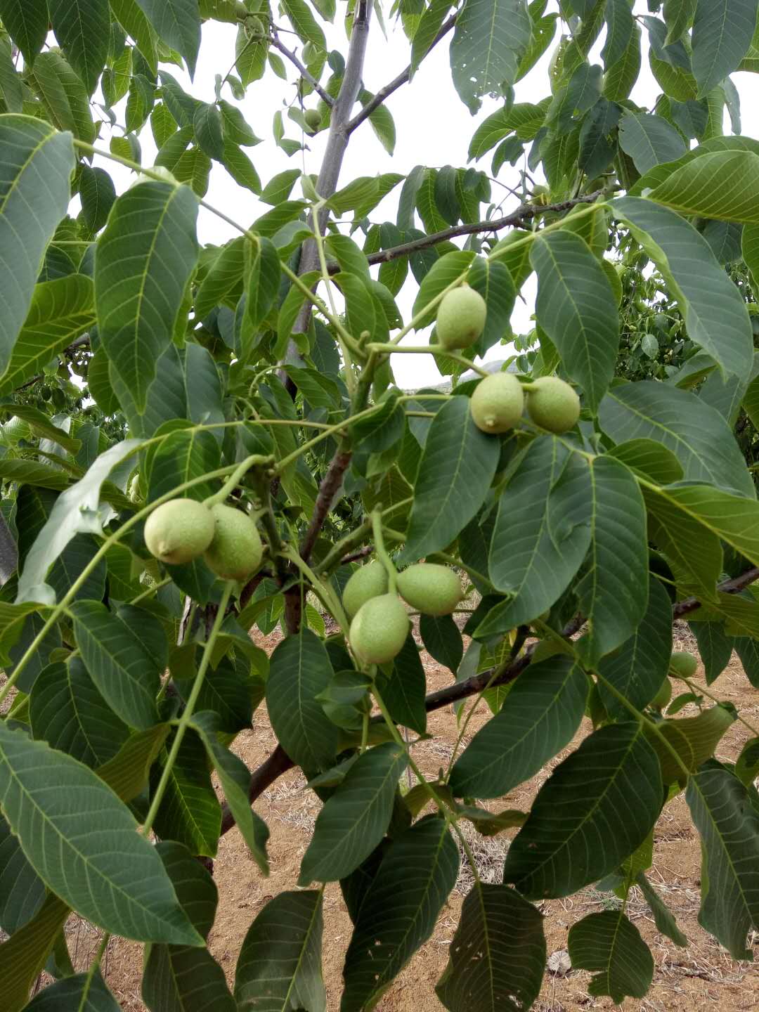 核桃树