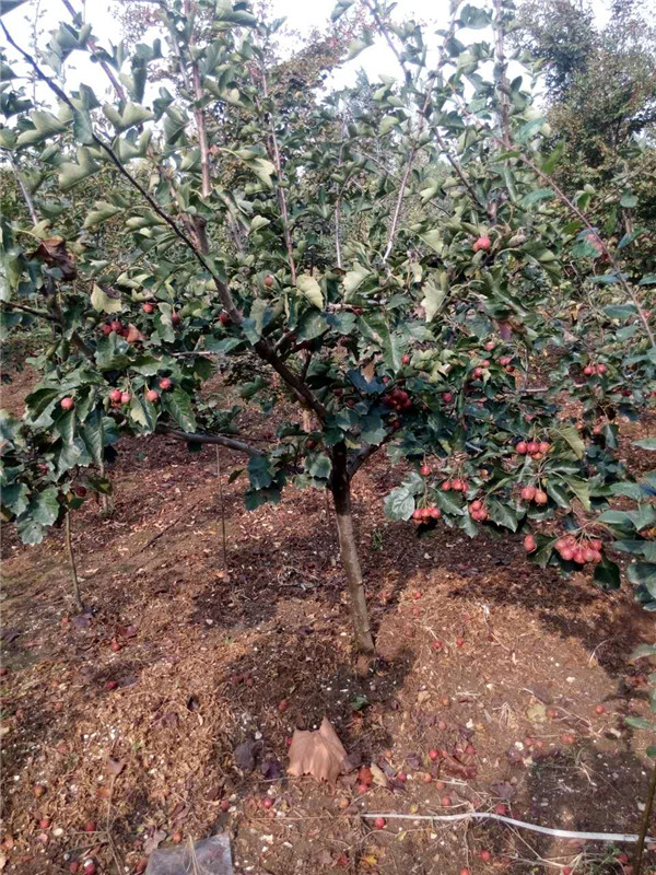 山楂树