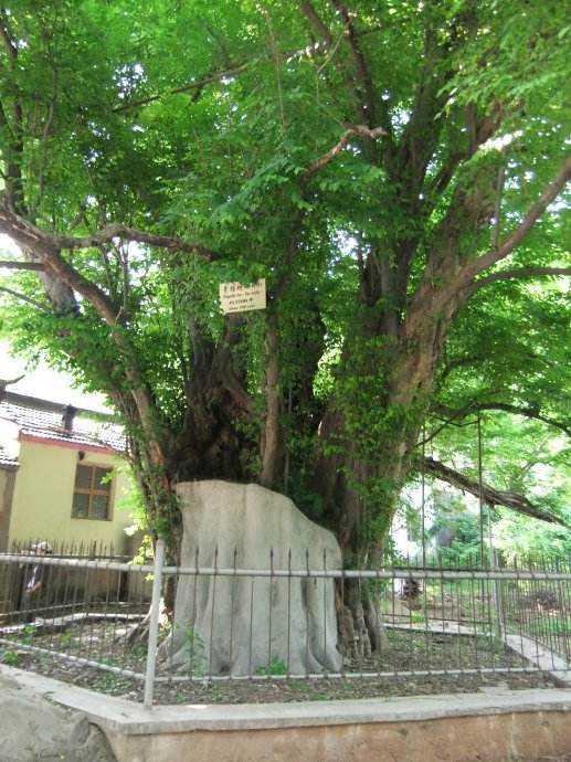 青檀树