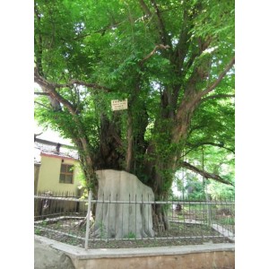 青檀树