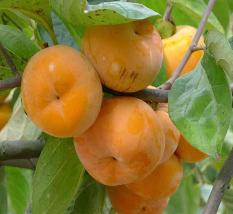 柿子树