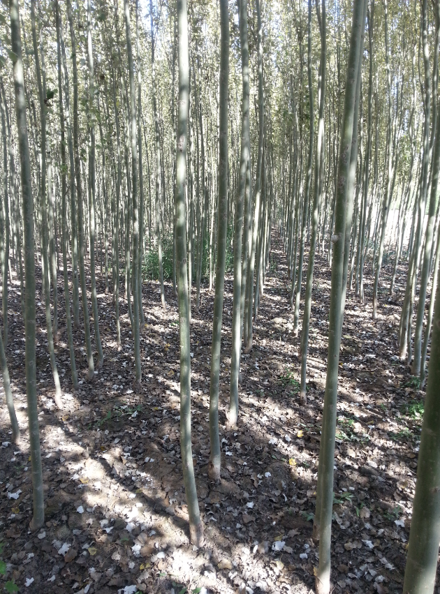 新疆杨