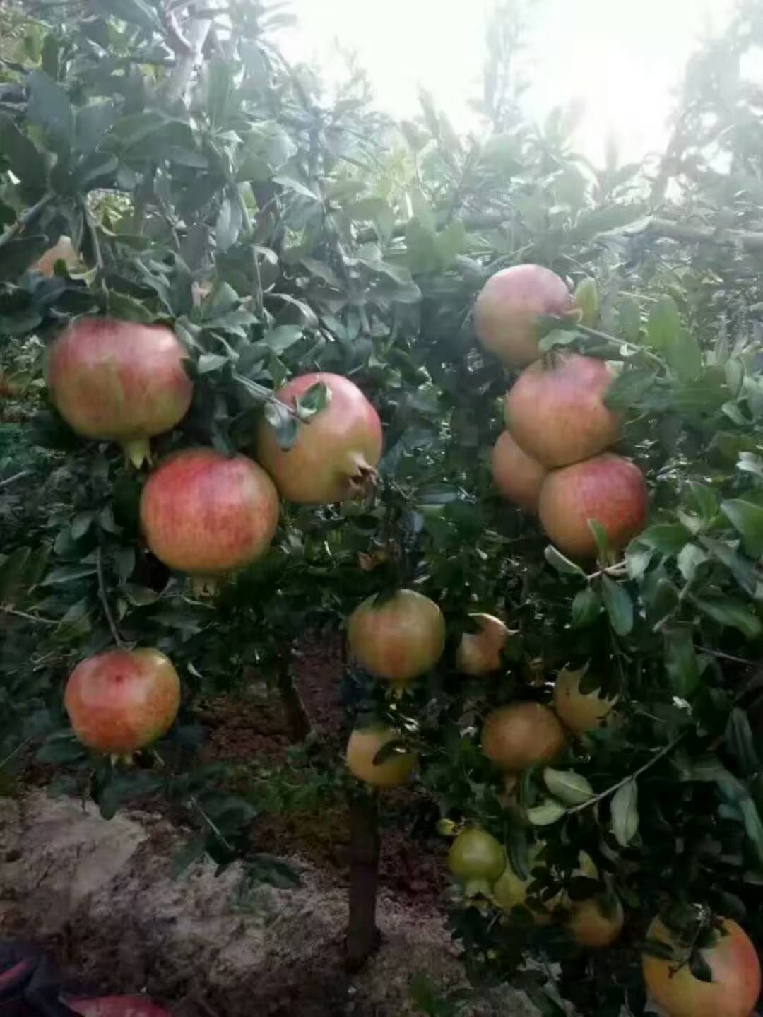 石榴树