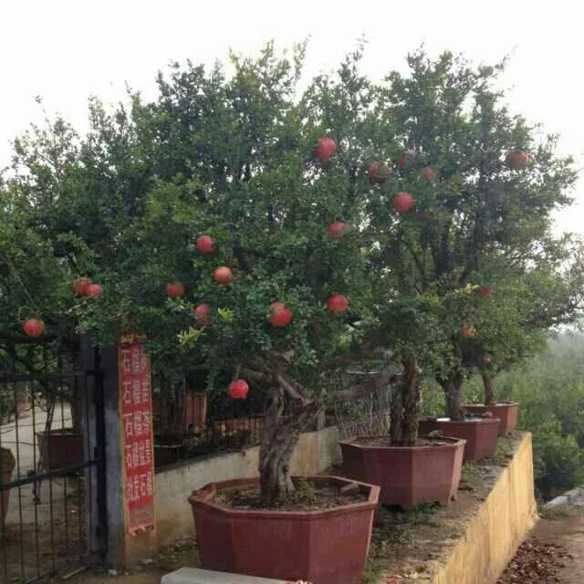 石榴树