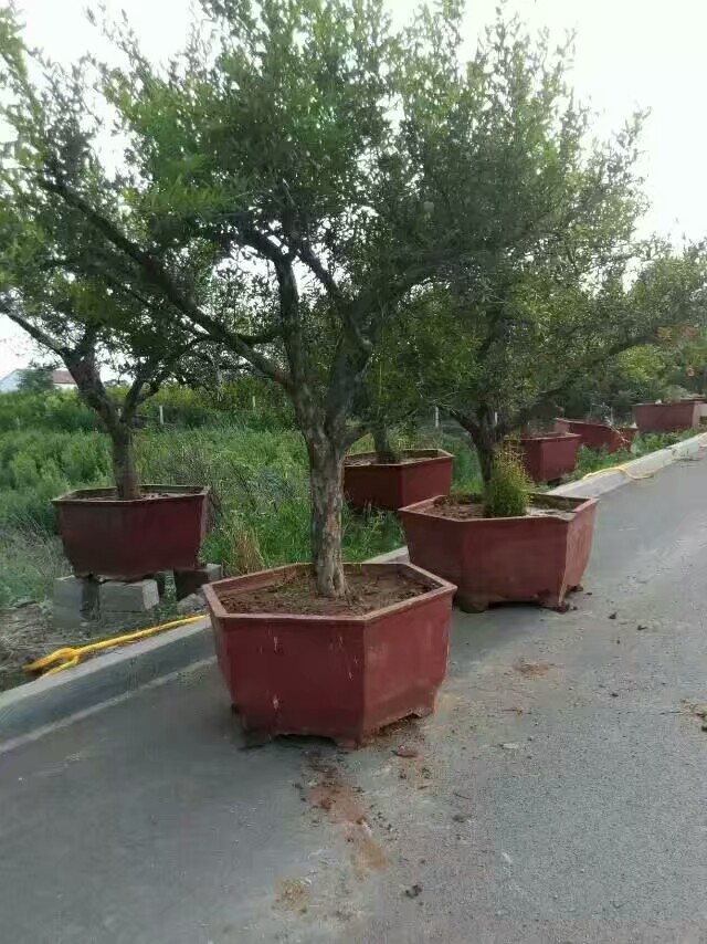 石榴盆景