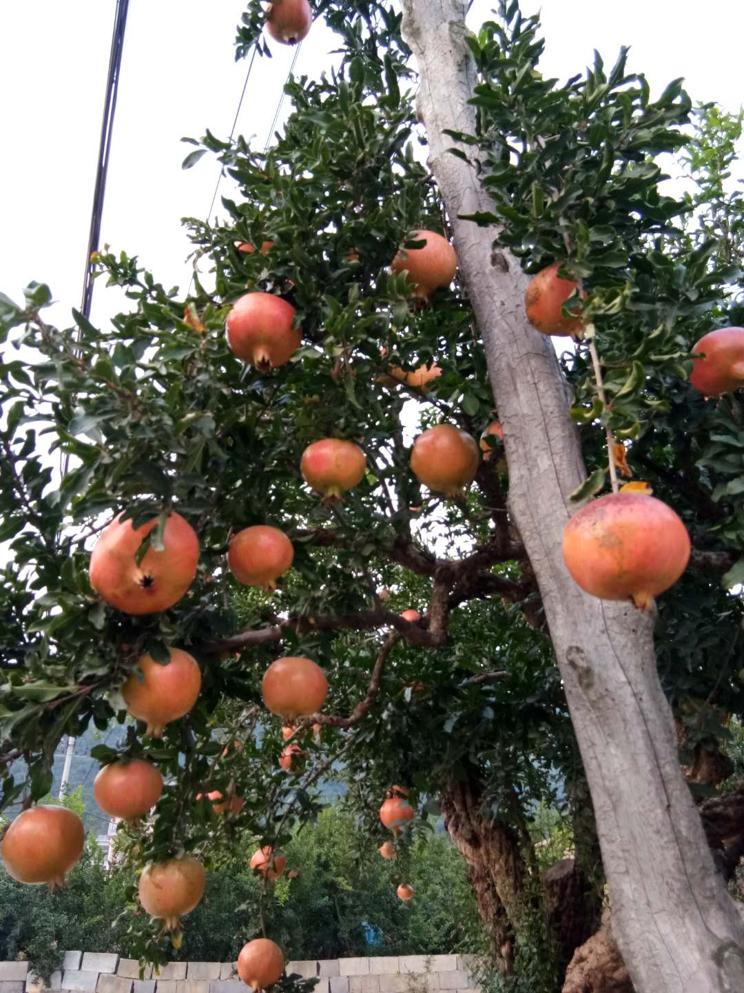 石榴大树