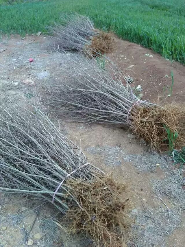 石榴苗