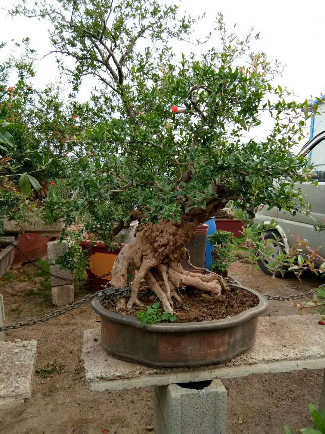 石榴树