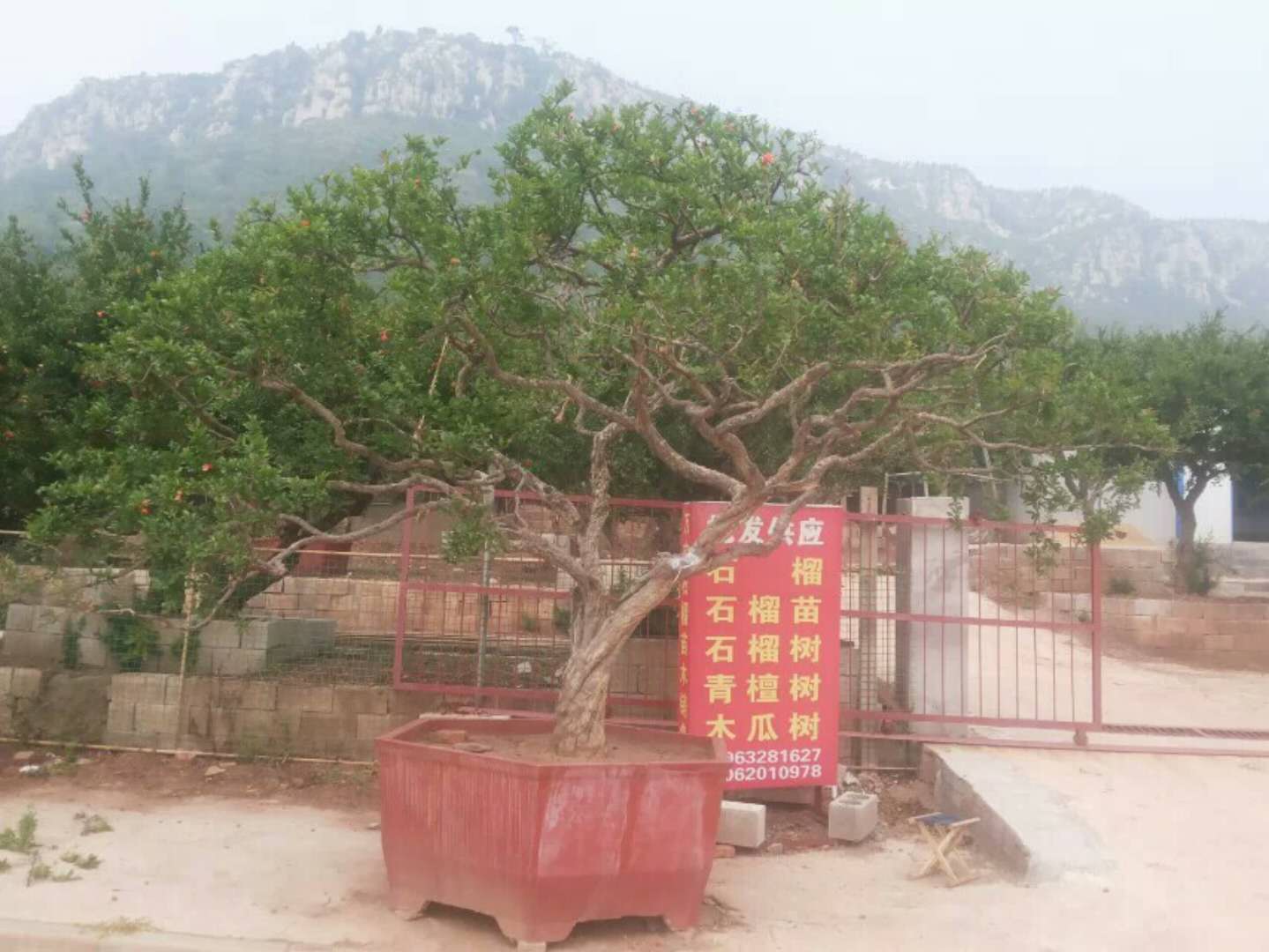 石榴大树