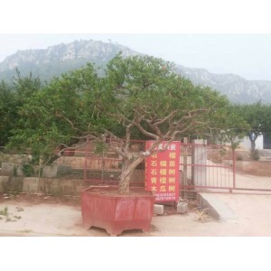 石榴大树