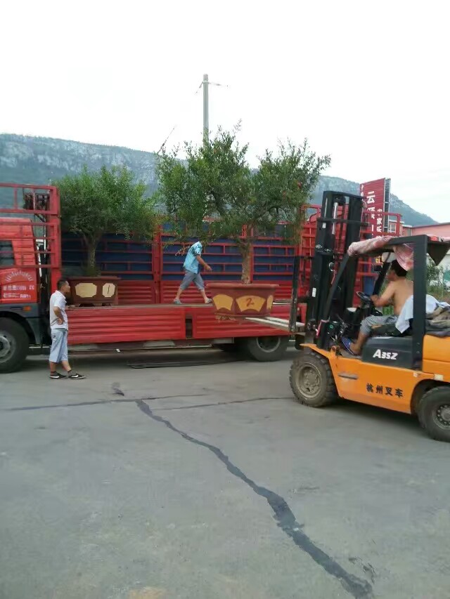 石榴大树