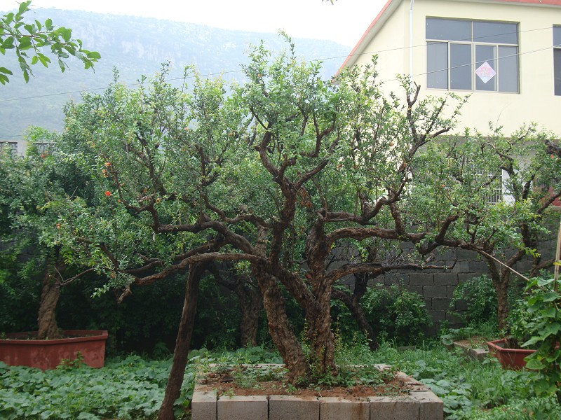 石榴树