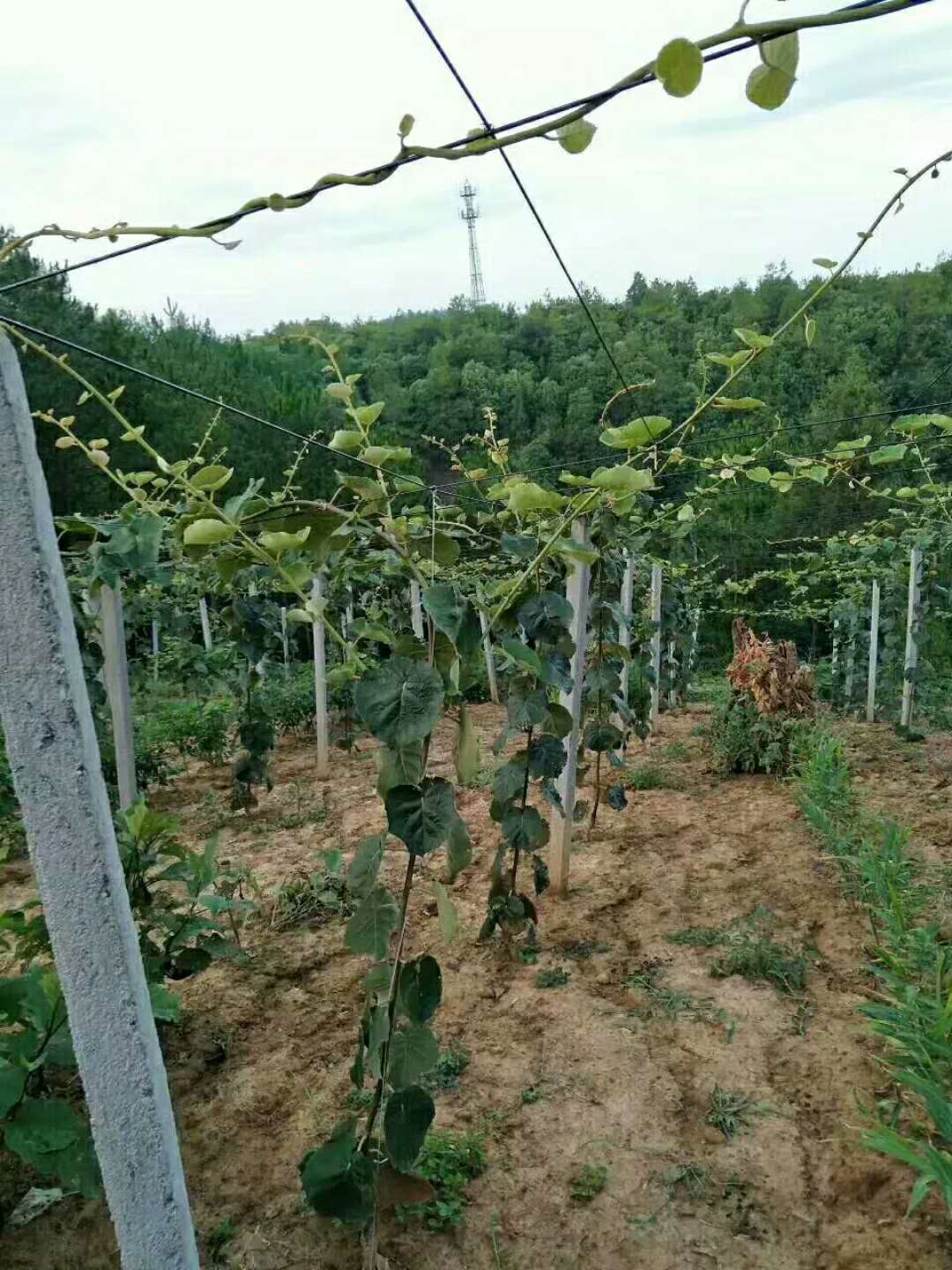 红心猕猴桃苗
