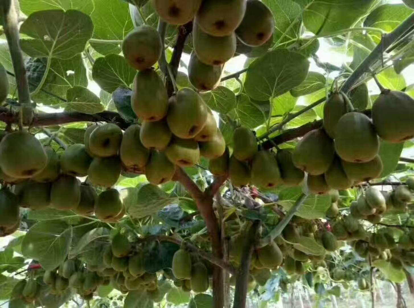 红心猕猴桃苗批发基地，红心猕猴桃苗批发 红心猕猴桃种苗