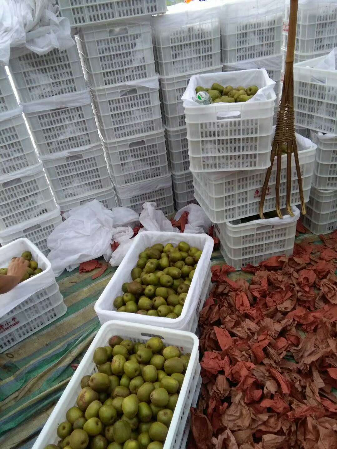 红心猕猴桃