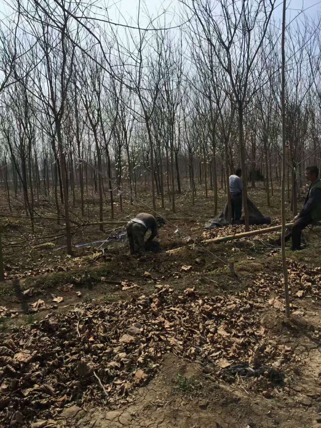 速生国槐