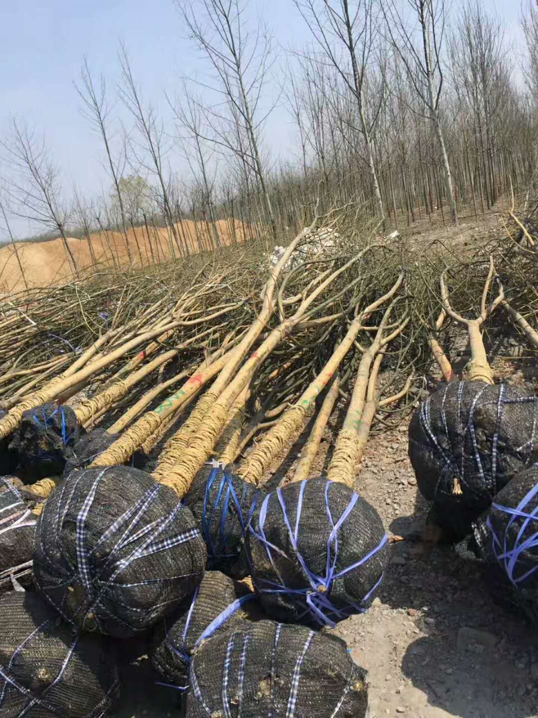 速生国槐
