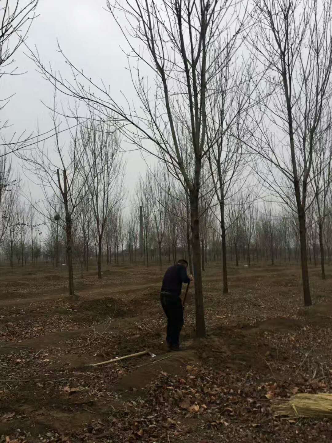 速生白蜡