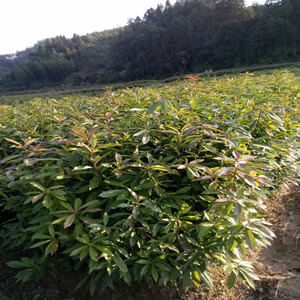 木荷(袋)苗木荷苗