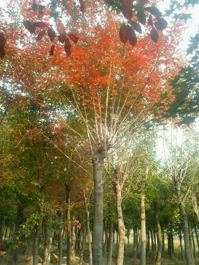 复叶槭