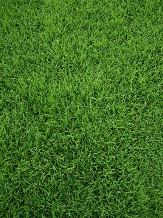 果岭草草坪