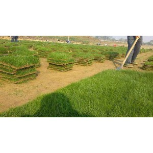马尼拉草坪