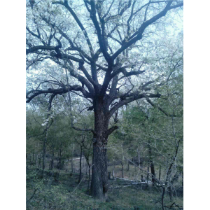 杜梨