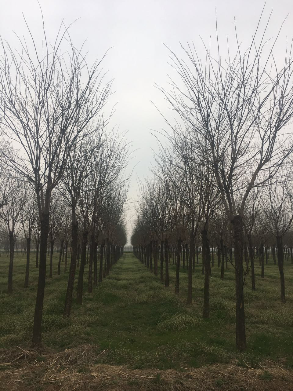 苗木基地