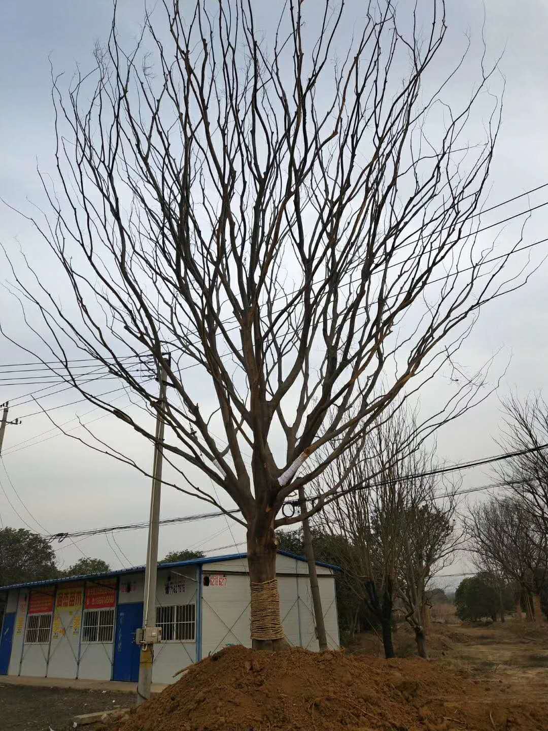 朴树