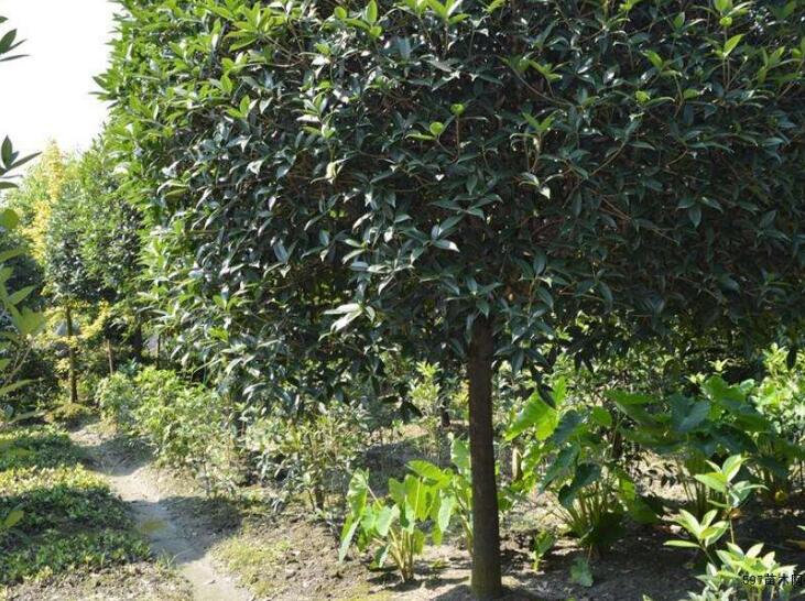 高杆桂花苗木