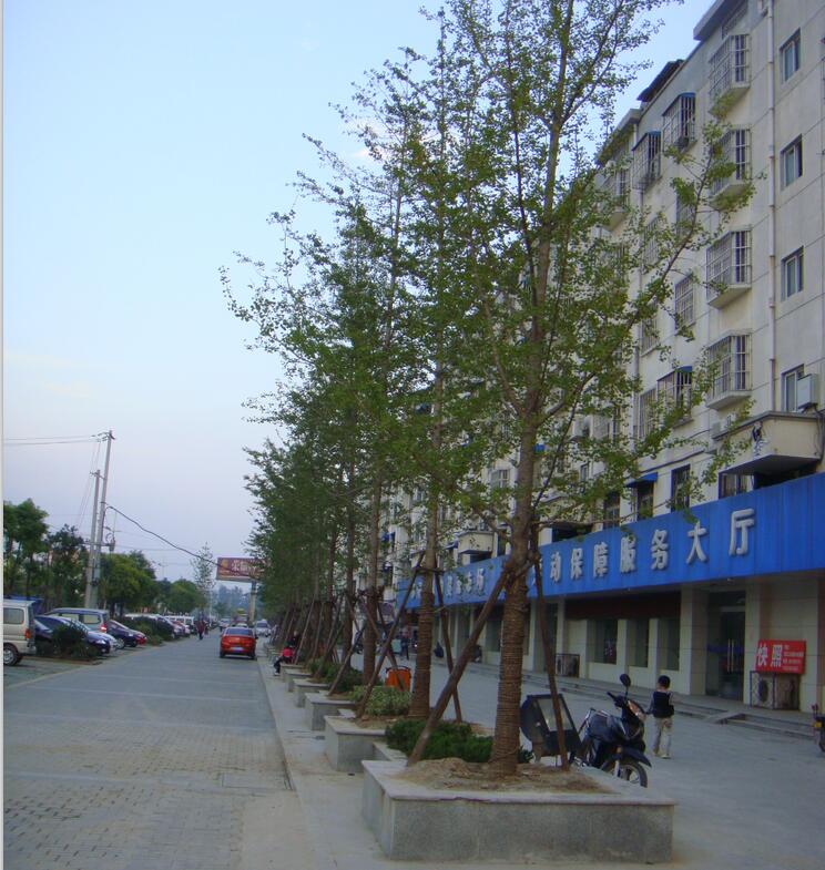 银杏种植施工