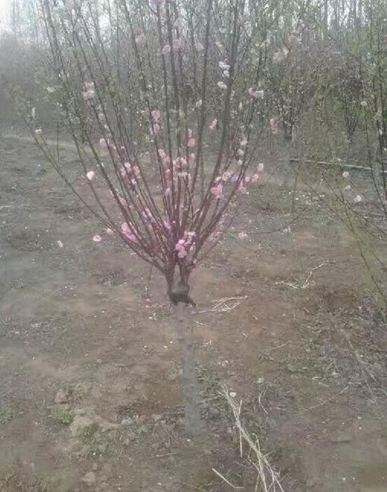 榆叶梅
