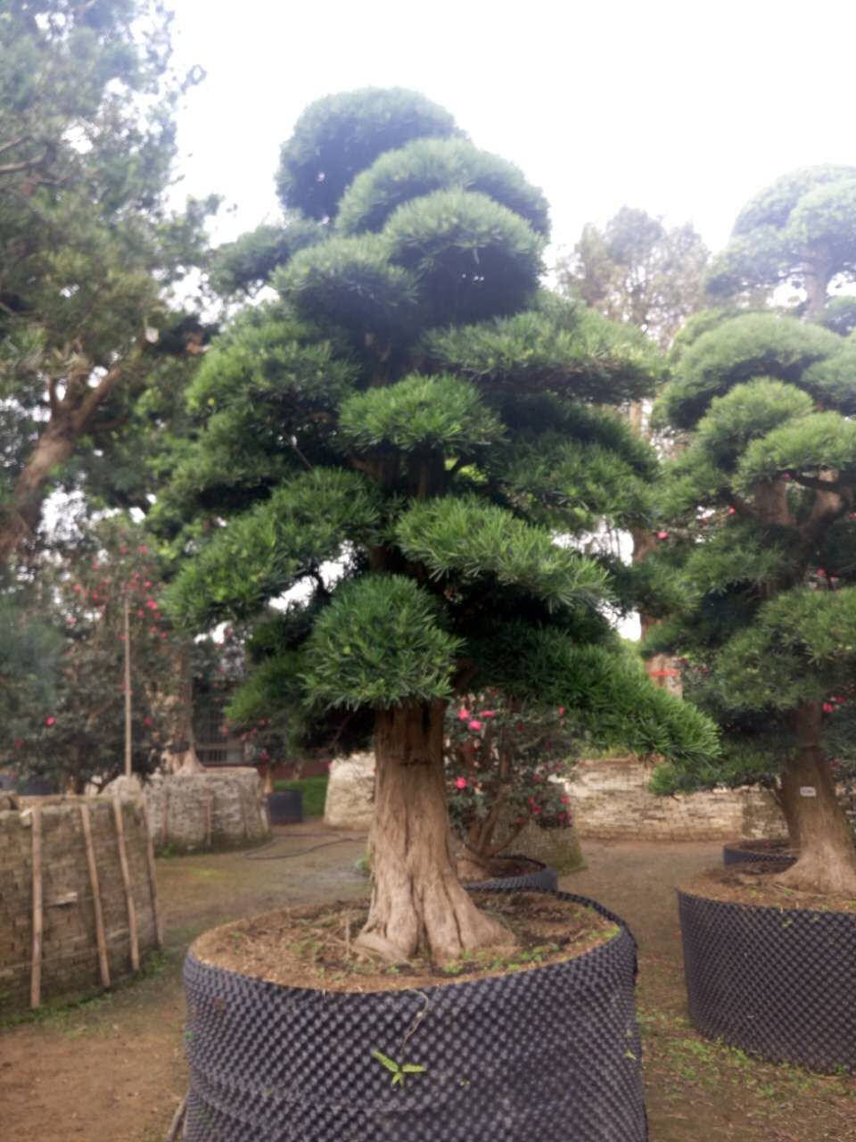 造型罗汉松