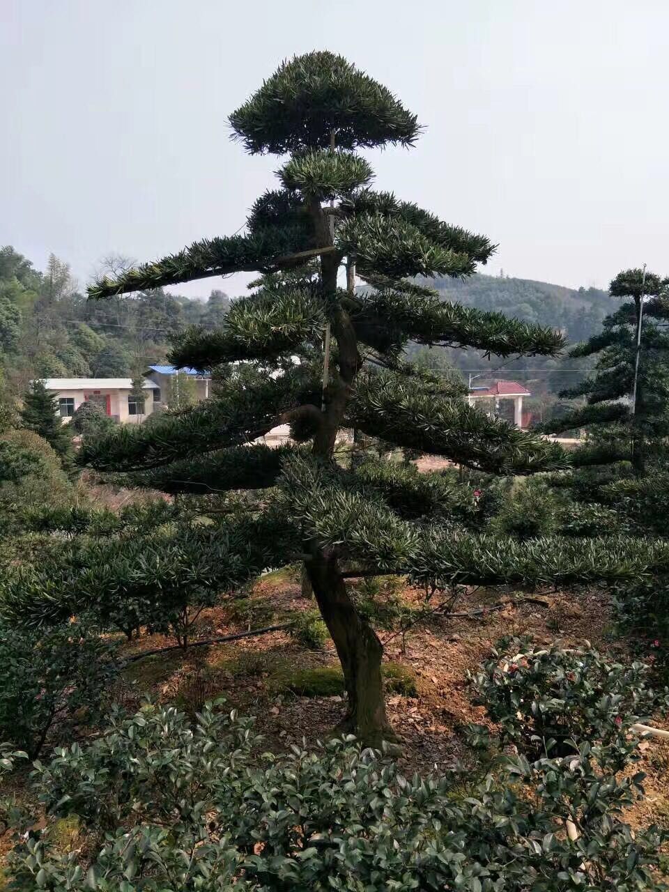 造型罗汉松