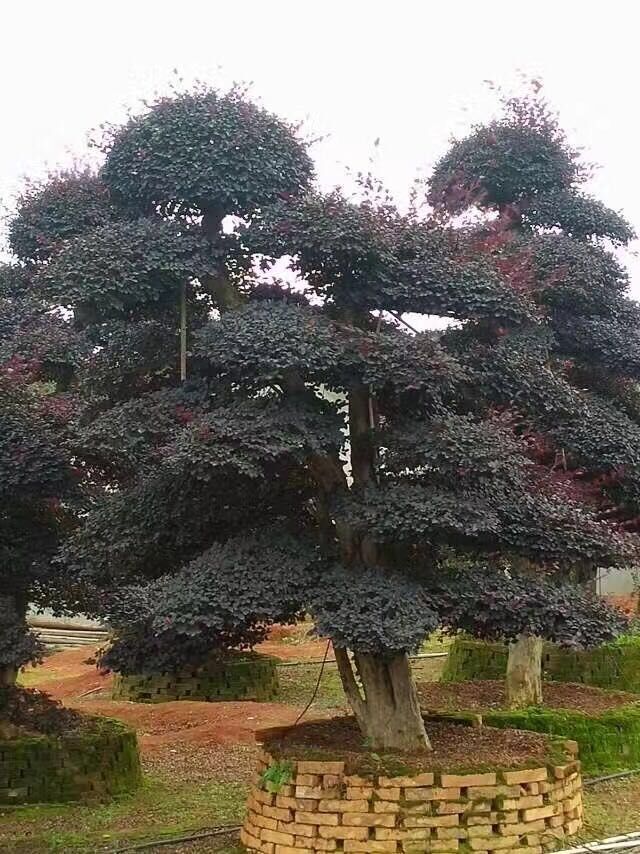 造型红花继木