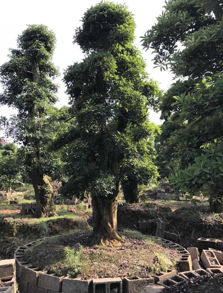 造型椤木石楠
