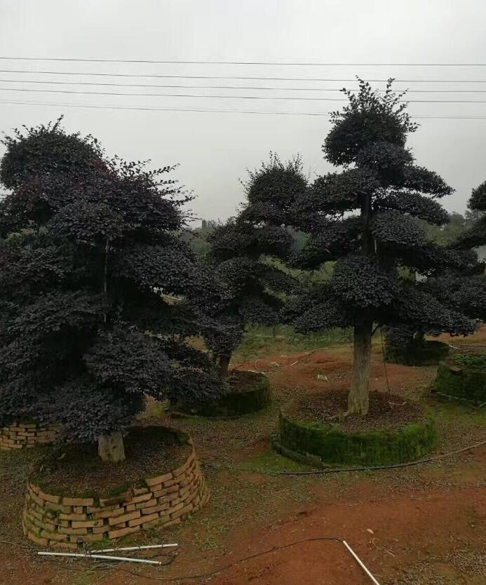 造型红花继木