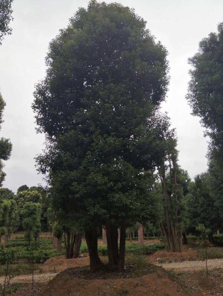 香樟树