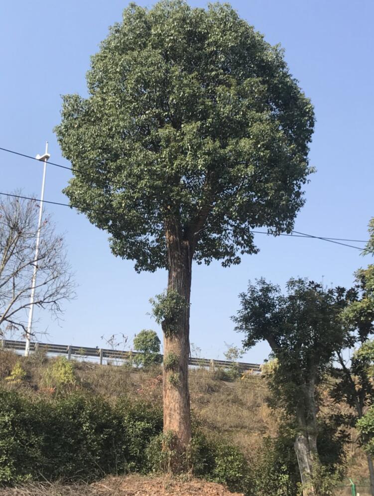 香樟基地