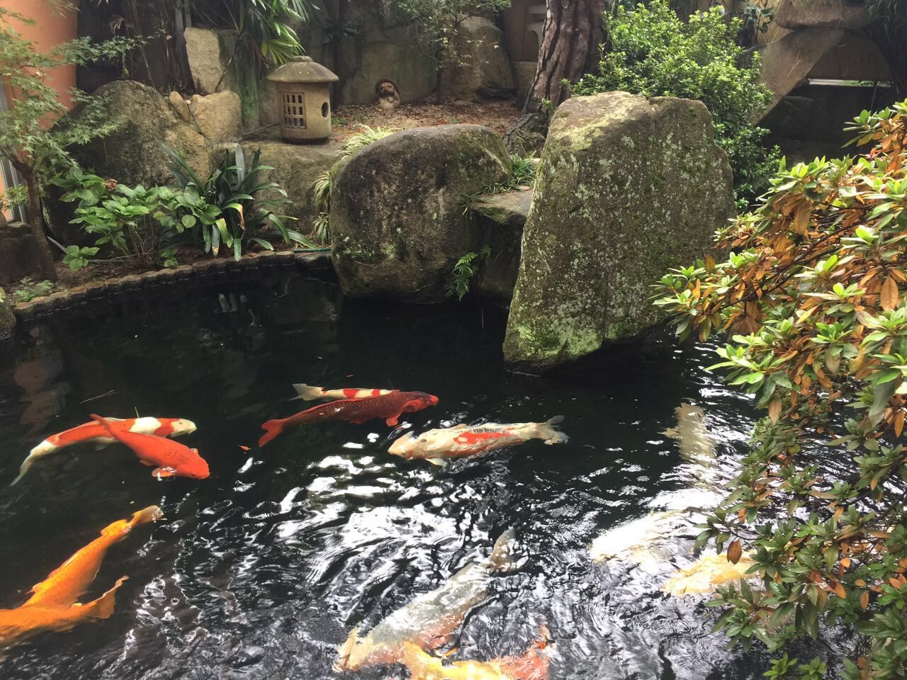 锦鲤鱼池水净化
