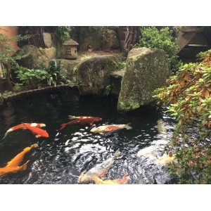 锦鲤鱼池水净化