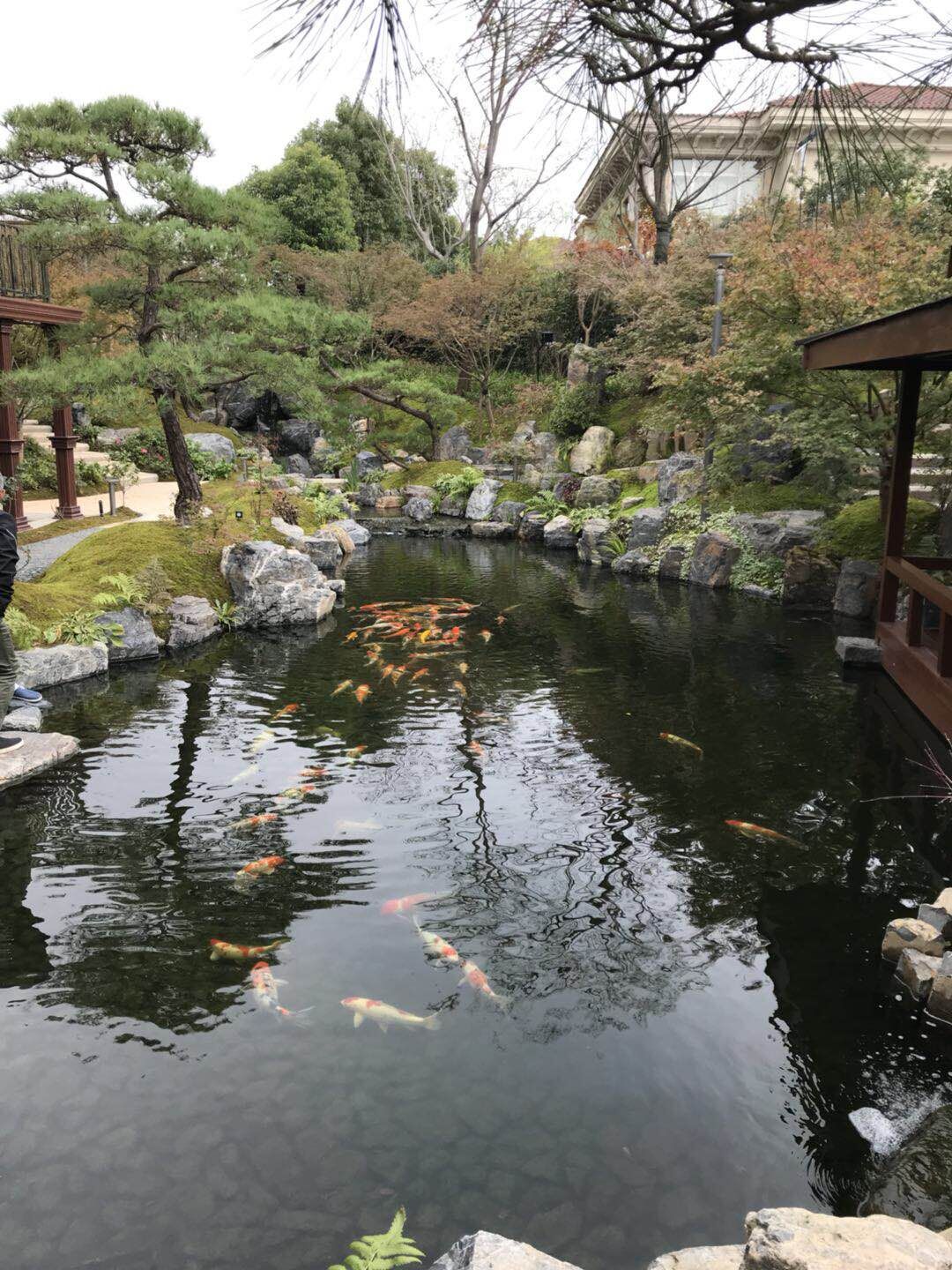 景观鱼池水净化处理