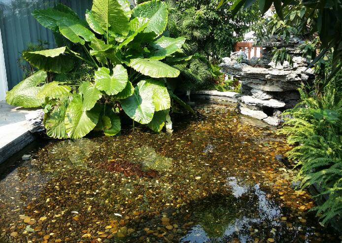鱼池水净化