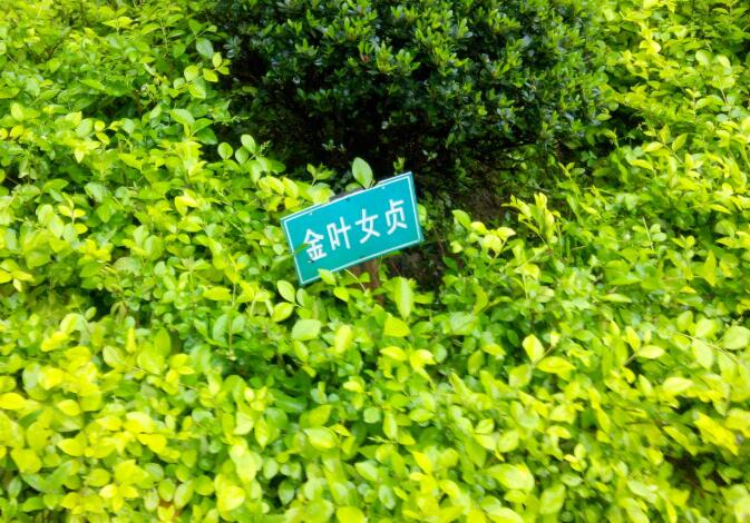 金叶女贞色块苗