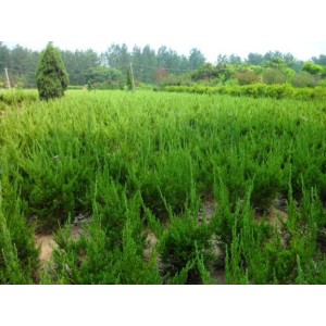 龙柏高30----400公分大量